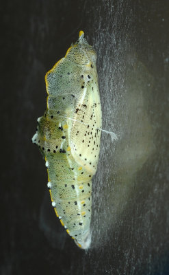 Pieris-brassicae_pupa.jpg