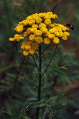 Tanacetum-vulgare.jpg