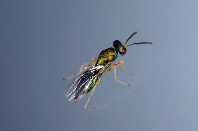 Pteromelidae.jpg