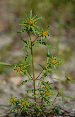 Bidens-radiata.jpg