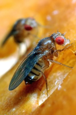 Drosophila-melanogaster.jpg