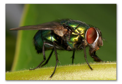 genus Lucilia - inc. Greenbottle