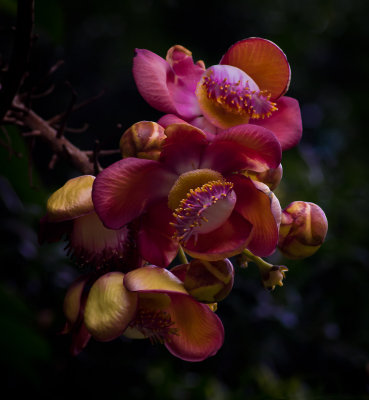 singapore_botanic_gardens