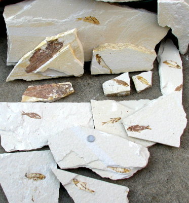 1 Warfield Fossil Dig 2
