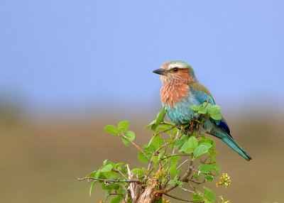 Lilacbreasted Roller