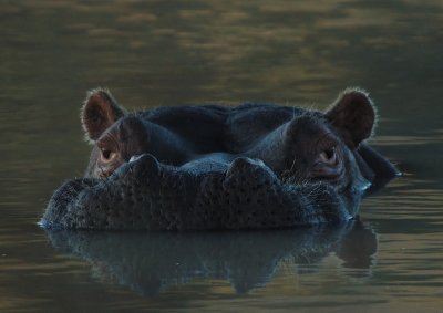 Hippo at Dusk