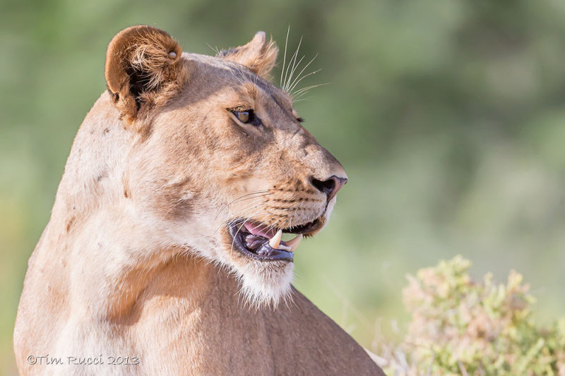 1DX_7645 - Lion 