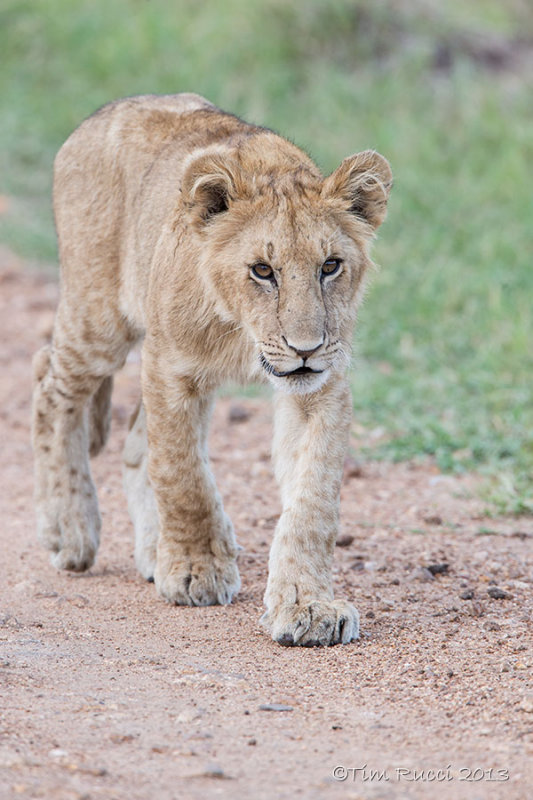 1DX11104 - Lion cub 