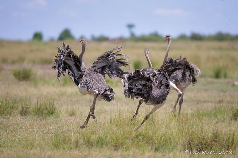 1DX12233 - Running Ostriches 