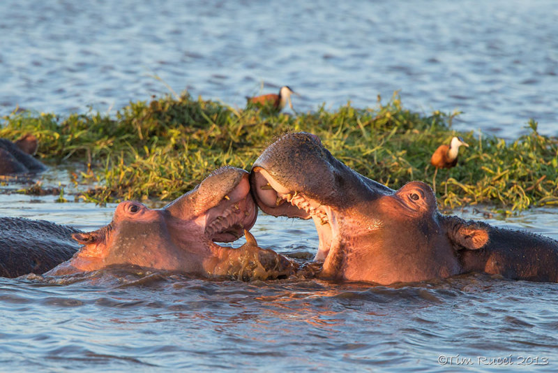 1DX_4402 - Hippos