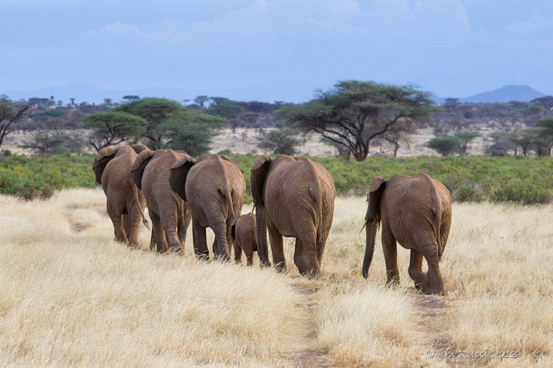 M4_11163 - Following the Elephant Herd