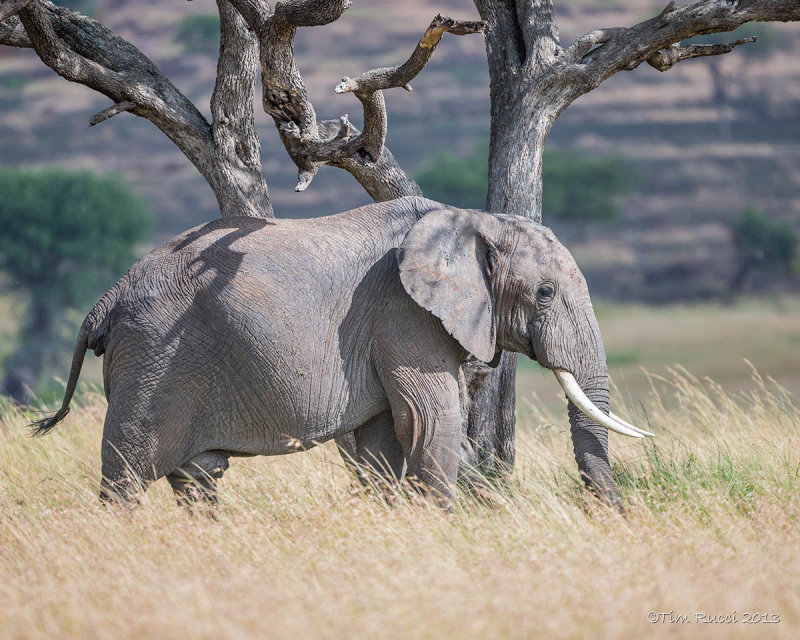 1DX11746 - Elephant in the Mara