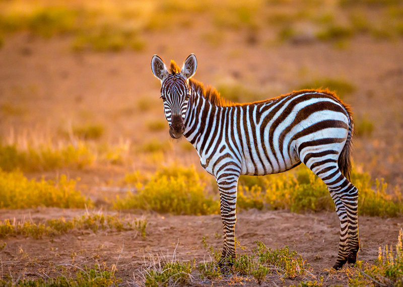 1DX_5927 - Young Zebra