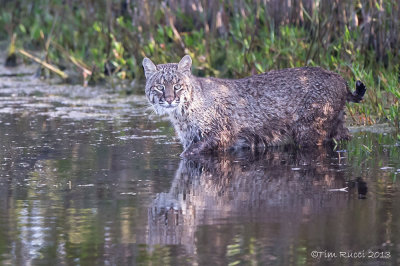 1DX_2525 - Bobcat - Merritt Island NWR 