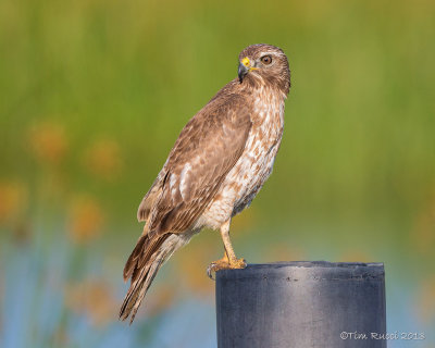 1DX_2971 - Juvenile Red Shoulder Hawk