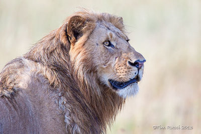 1DX_10031 Lion Slide31.jpg