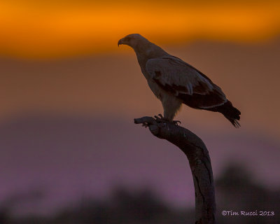 1DX_7828 - Eagle at dusk
