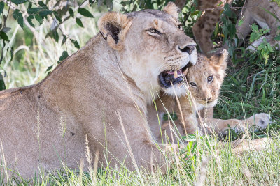 1DX12524 - Lion cub with mother