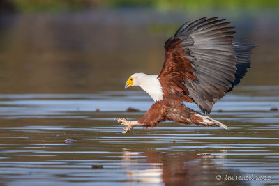 1DX_9515 - African Fish Eagle