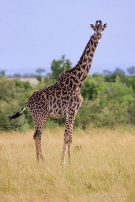 1DX_9648 - Masai Giraffe