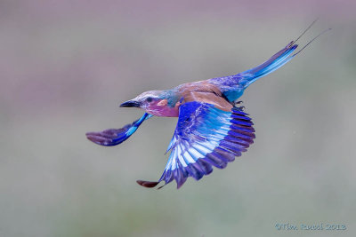 1DX12071 - Lilac Breasted Roller