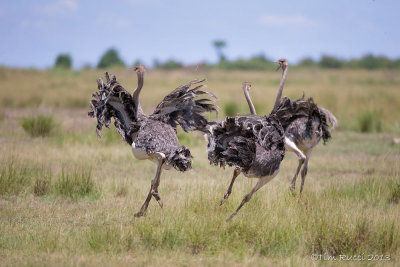 1DX12233 - Running Ostriches 