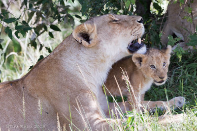 1DX12527 - Lion cub with mother