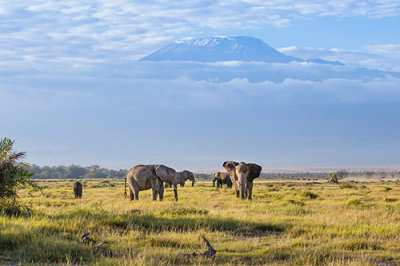 M4_10987 Kilamanjaro Elephant slide.jpg