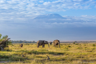M4_10987 - Elephants and Mt. Kilimanjaro