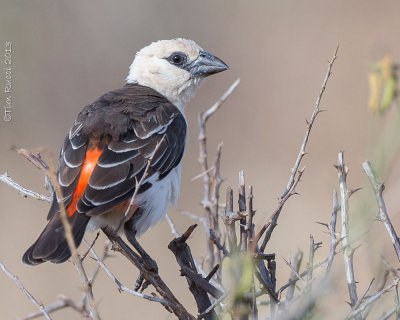 1DX_6488 -             -    Samburu National Reserve, Kenya