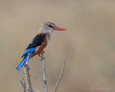 1DX_6582 - Kingfisher,  Samburu National Reserve, Kenya