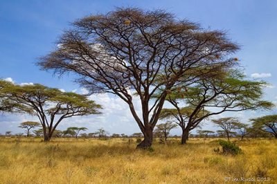 M4_11068 Acacia Samburu slide.jpg