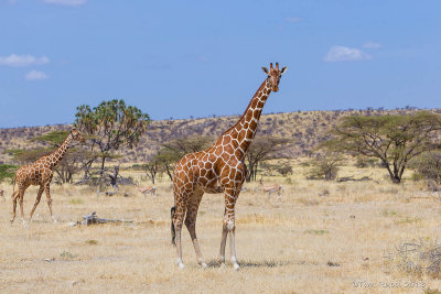 M4_11298 - Reticulated Giraffes