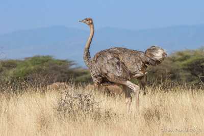 1DX_7126 - Ostrich
