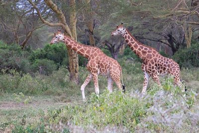 M4_11525 Giraffe Slide Lake Nakuru NP.jpg