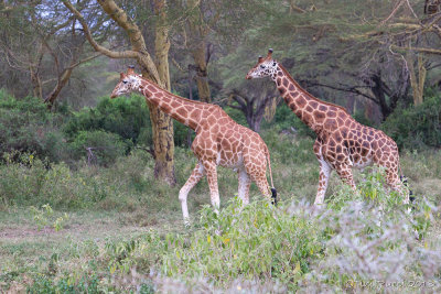 M4_11525 - Giraffes 