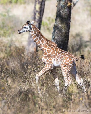 1DX_8774 - Young Rothschild Giraffe