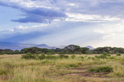 M4_10916 - Amboselli National Park, Kenya