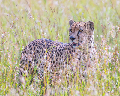 1DX11830 - Cheetah in the grass 