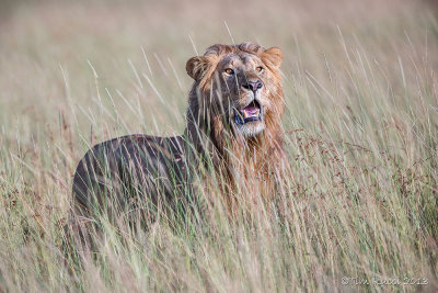 1DX_9985 -  Approaching Lion