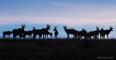 1DX13001 - Topi Herd - Early Morning Silhouette