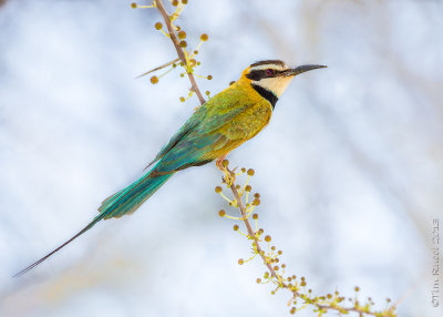 1DX_7523 -  Bee Eater