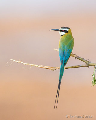1DX_6602 - Bee Eater