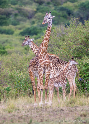 1DX10816 - The hat trick; three Maasai giraffes