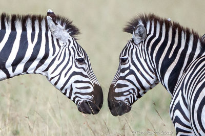 1DX_9684 - Zebras face to face