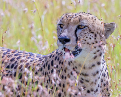 1DX_11869 - Cheetah in high grass