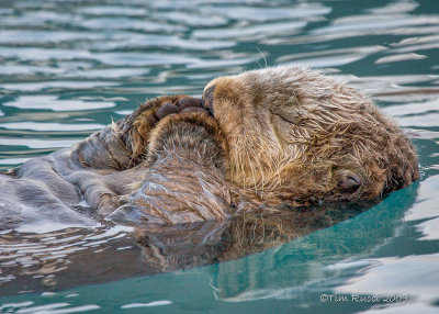 1D_69557 - Sea Otter sleeping 