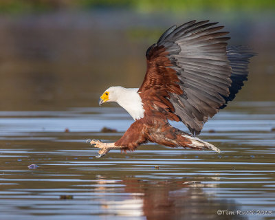 1DX_9515 - African Fish Eagle