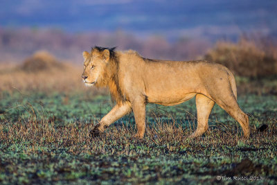 1DX_12985 - Lion at Maasai Mara 