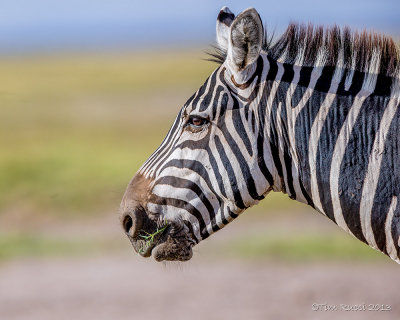 1DX_4255 - Zebra headshot
